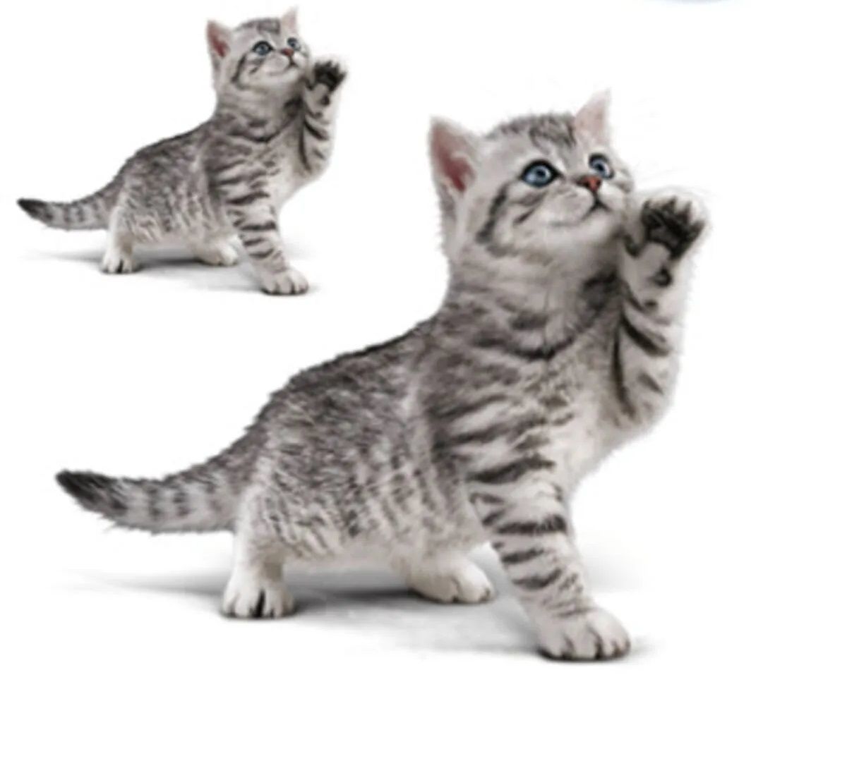 Hayvanları Koruma Kanunu'nun Amacı ve Kapsamı