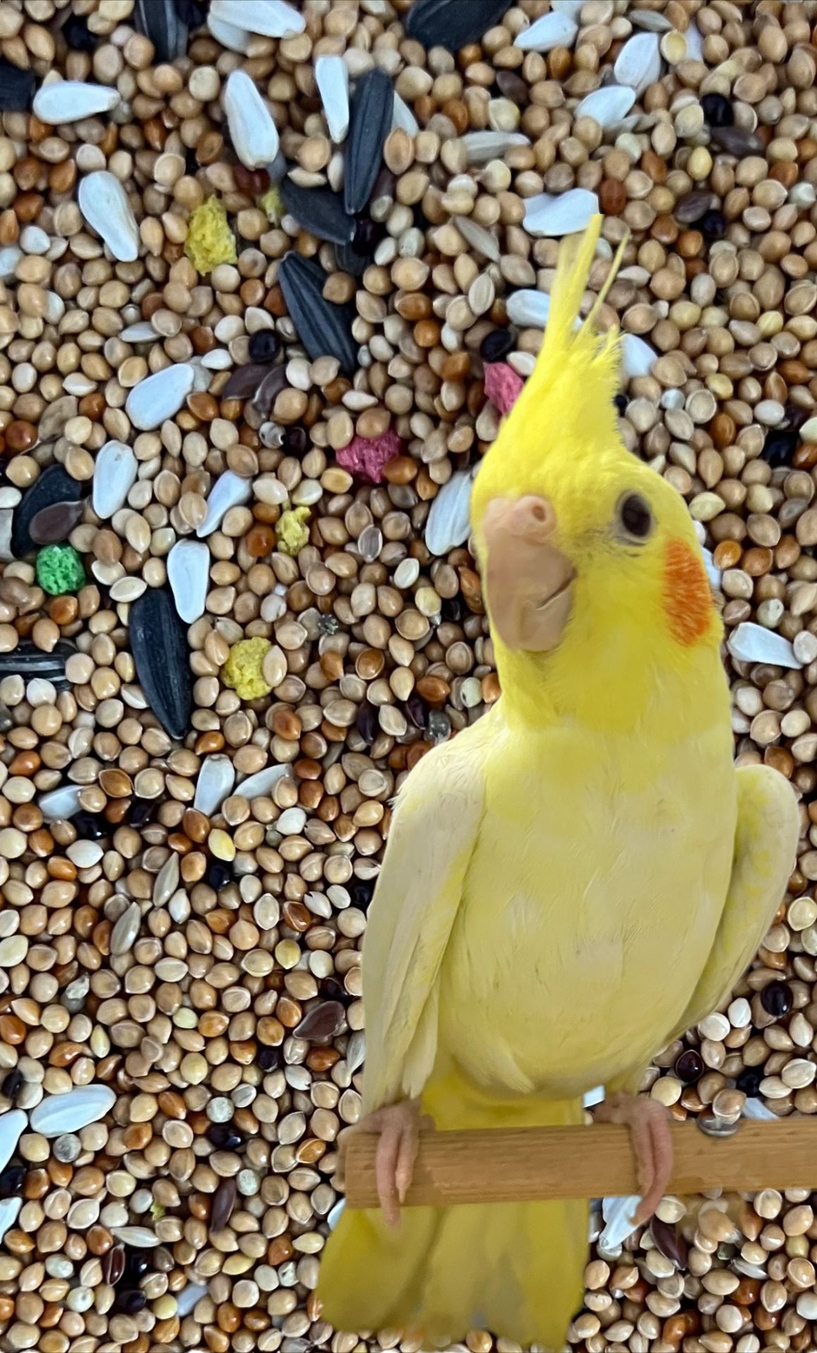 Sultan Papağanı Pareket Yemi 1 Kg.