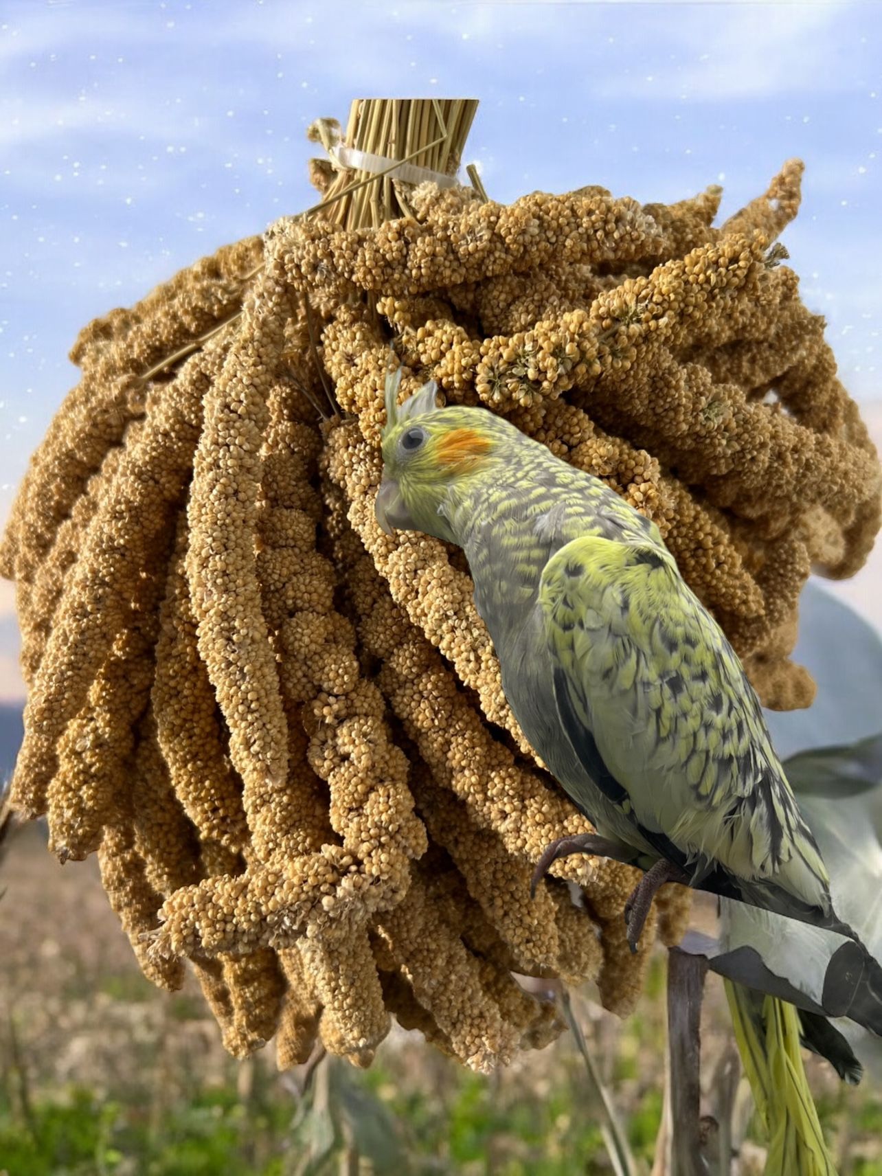 Ak Dal Darı, Kuş Yemi 500 Gr.
