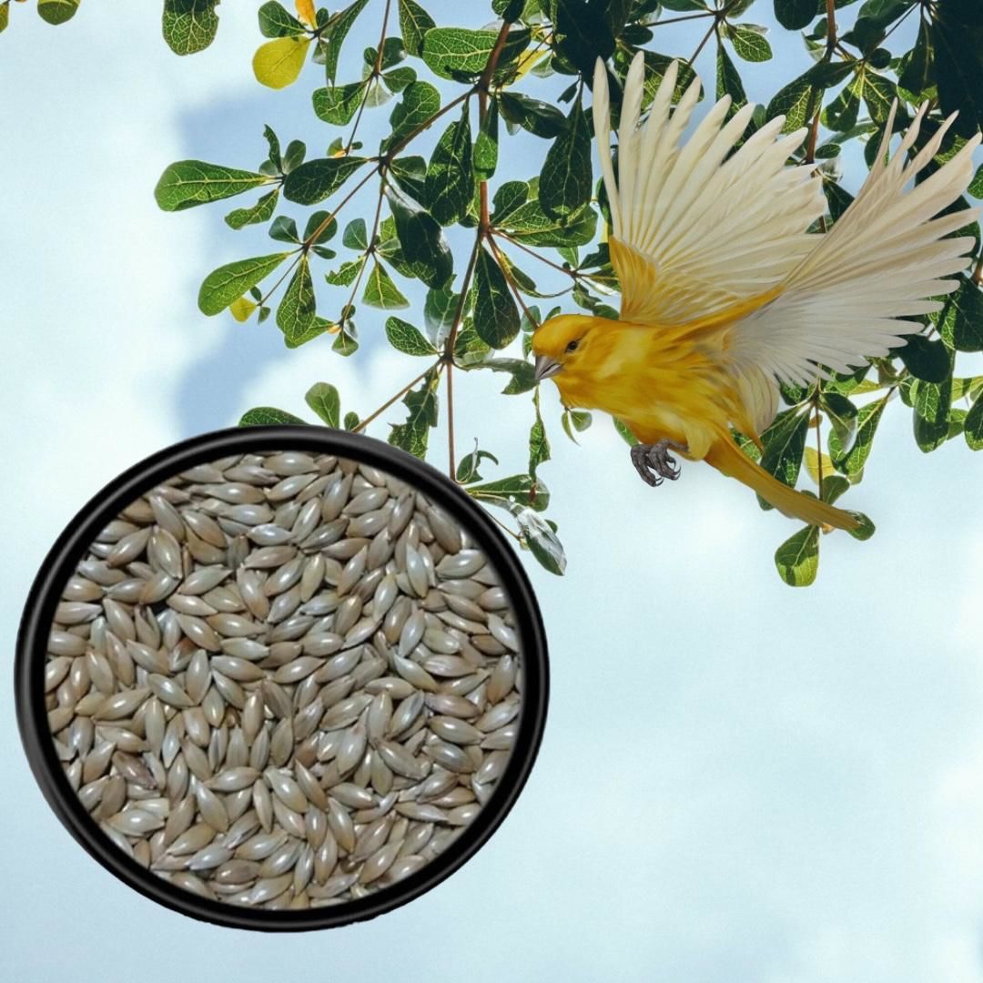 ASPUR. SADE KANARYA YEMİ 1 KG.