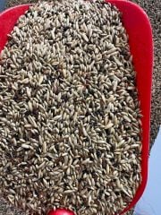 KARIŞIK KANARYA YEMİ 1 KG.