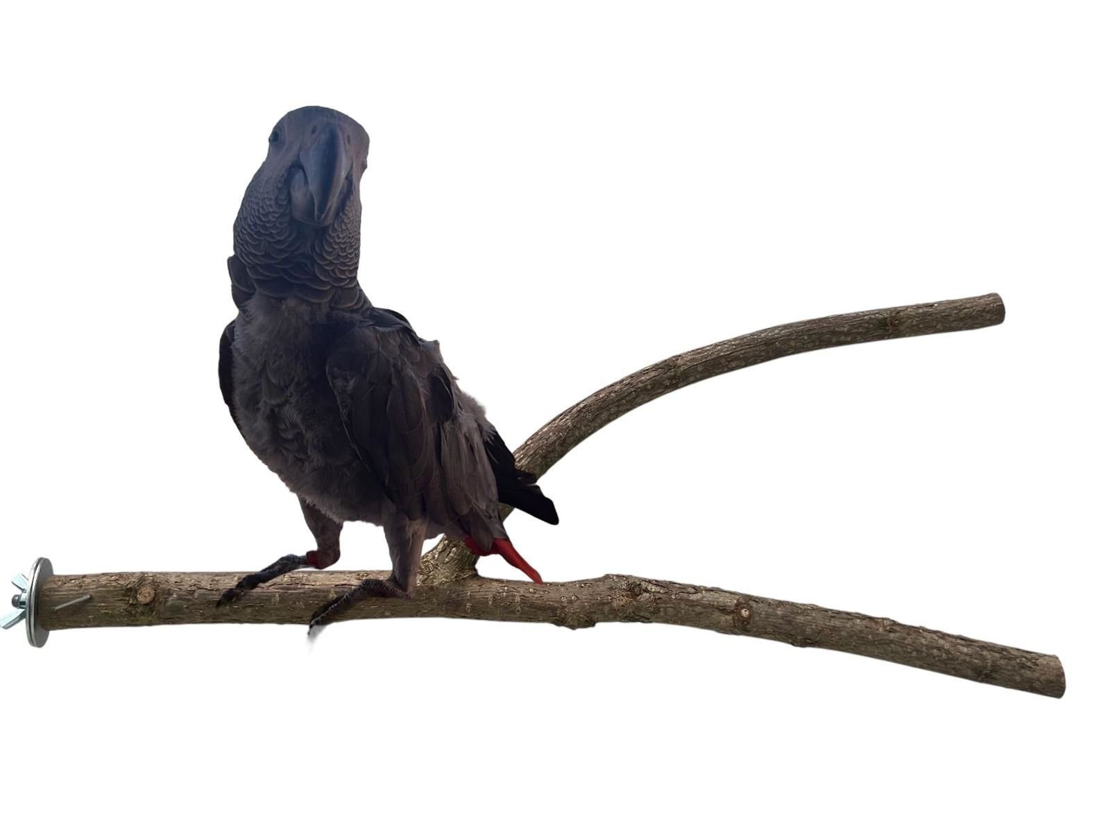 DOĞAL AĞAÇ DAL TÜNEK